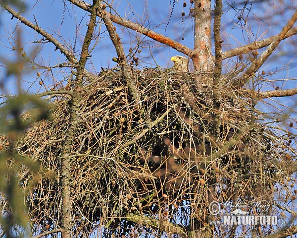 Zeearend vogel