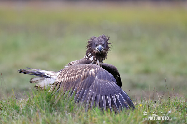 Zeearend vogel