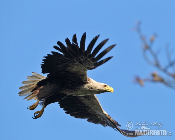 Zeearend vogel