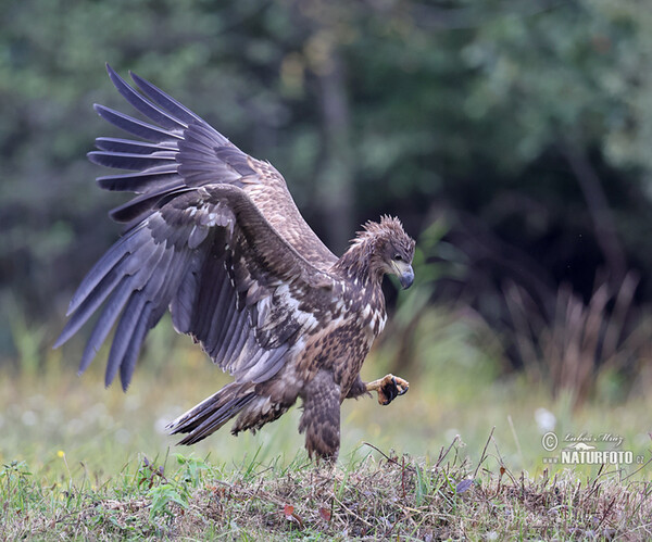 Zeearend vogel