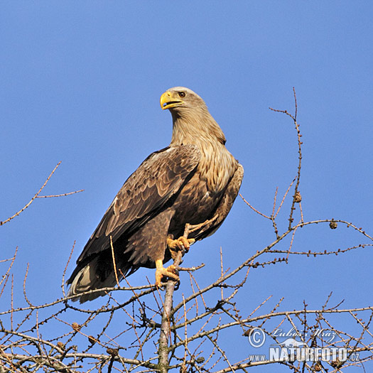 Zeearend vogel