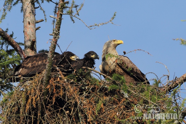 Zeearend vogel