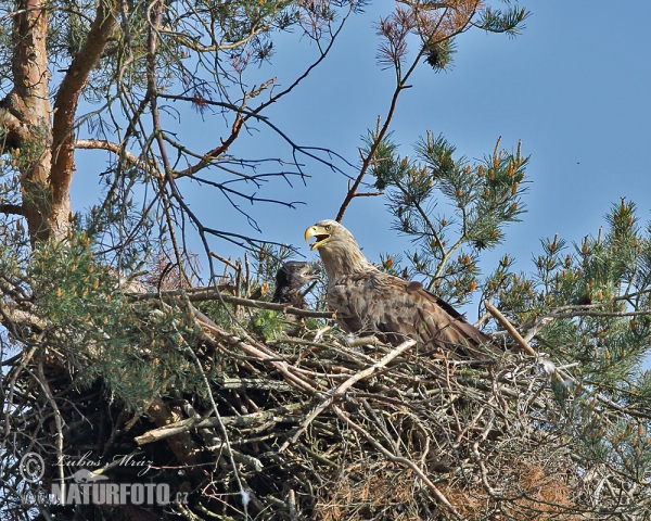 Zeearend vogel