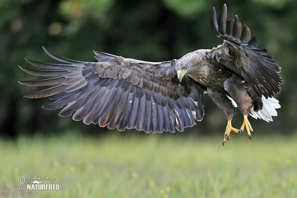 Zeearend vogel