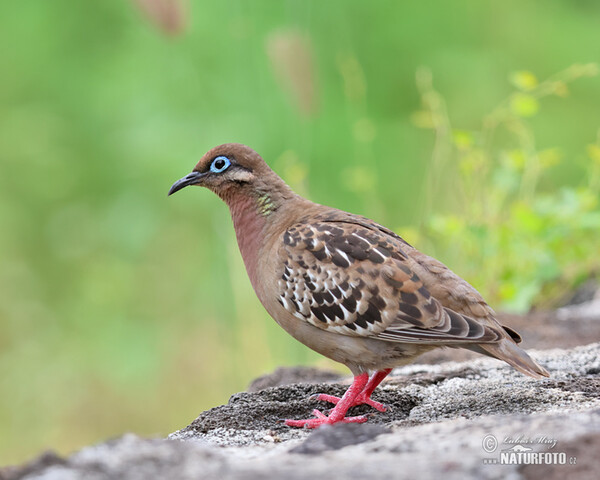 Zenaida galapagoensis