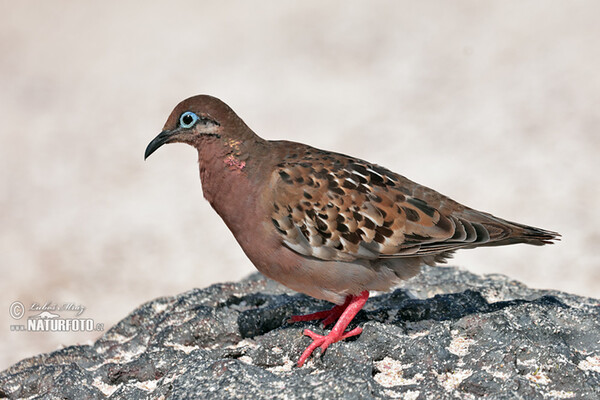 Zenaida galapagoensis