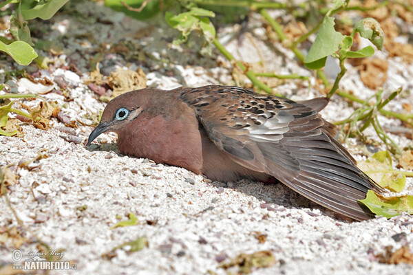 Zenaida galapagoensis