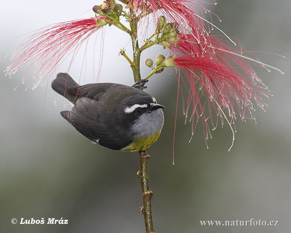 Zuckervogel