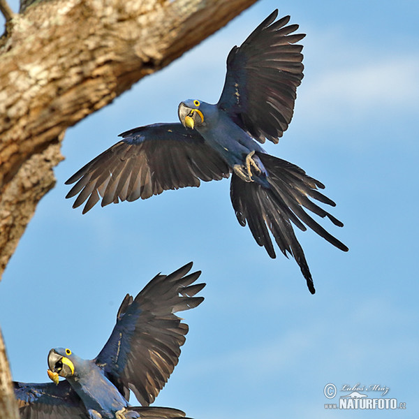 スミレコンゴウインコ