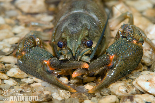 http://www.naturephoto-cz.com/photos/others/%D0%A8%D0%B8%D1%80%D0%BE%D0%BA%D0%BE%D0%BF%D0%B0%D0%BB%D1%8B%D0%B9-%D1%80%D0%B5%D1%87%D0%BD%D0%BE%D0%B9-%D1%80%D0%B0%D0%BA-34266.jpg