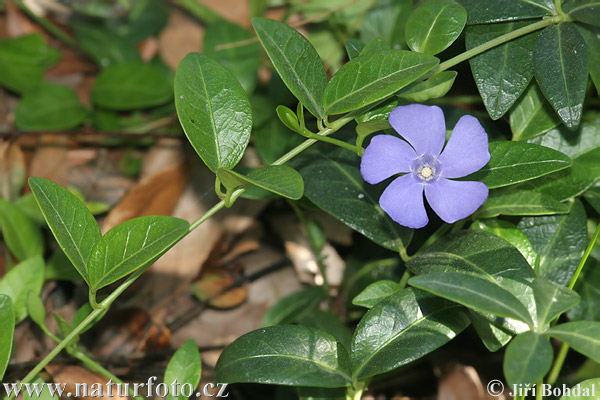 小蔓长春花照片 圖片