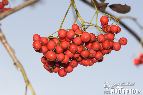 花楸树照片 圖片