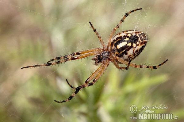 Aculepeira armida