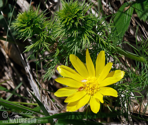 Adonis de printemps