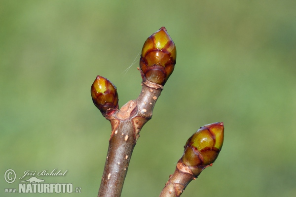 Aesculus hippocastanum