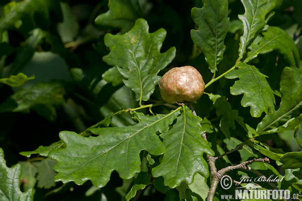 ak Apple Gall Wasp