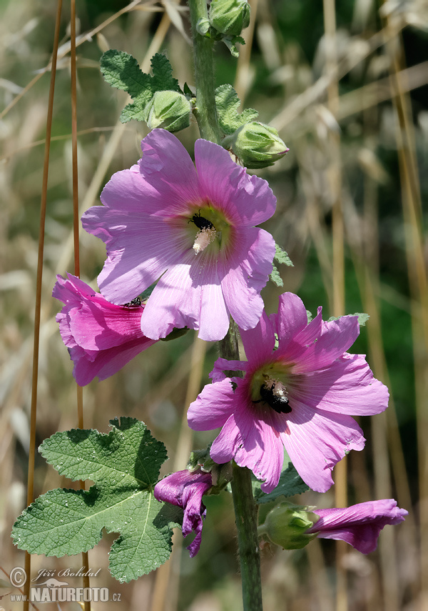 Alcea rosea