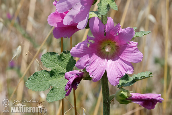 Alcea rosea