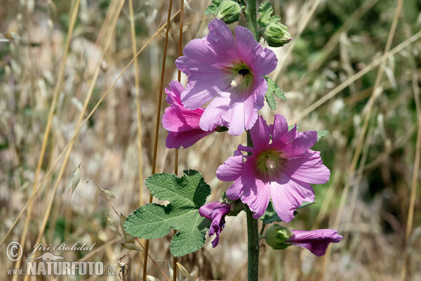 Alcea rosea