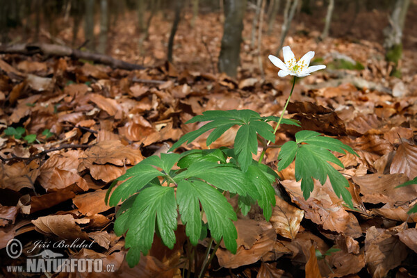 Anemone nemorosa