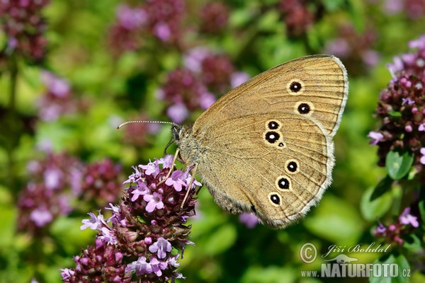 Aphantopus hyperantus