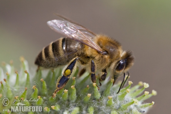 Apis mellifera