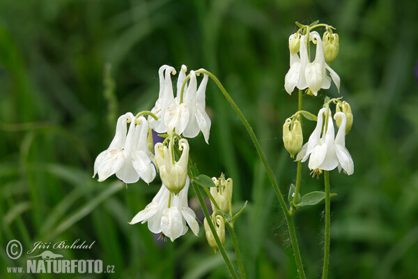 Aquilegia vulgaris