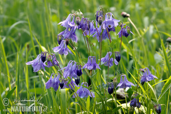 Aquilegia vulgaris