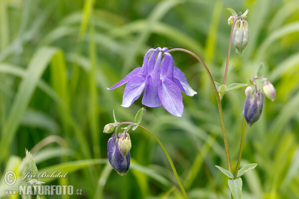 Aquilegia vulgaris