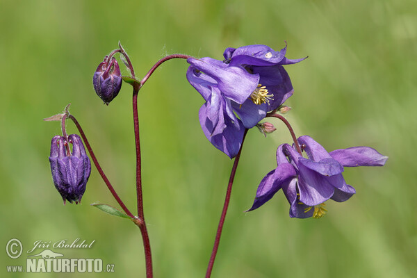 Aquilegia vulgaris