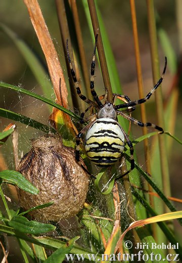 Araña avispa