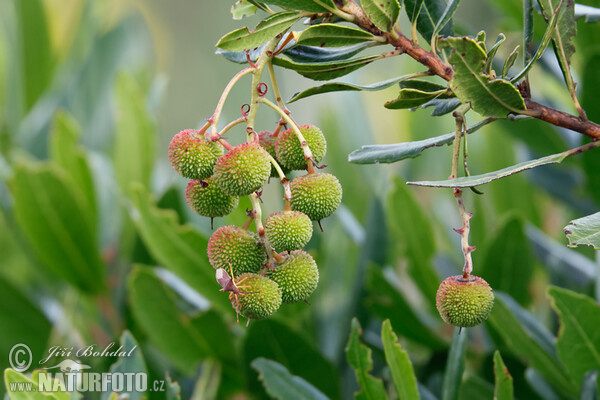 Arbutus unedo