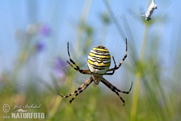 Argiope frelon