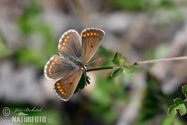 Aricia agestis