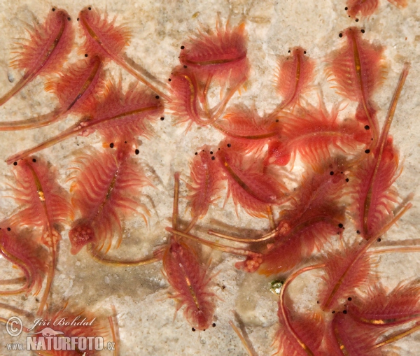 Artemia Salina Pictures Brine Shrimp Images Nature Wildlife Photos Naturephoto