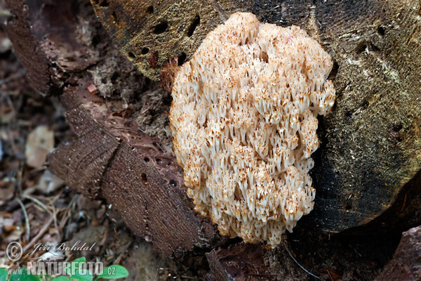 Artomyces pyxidatus