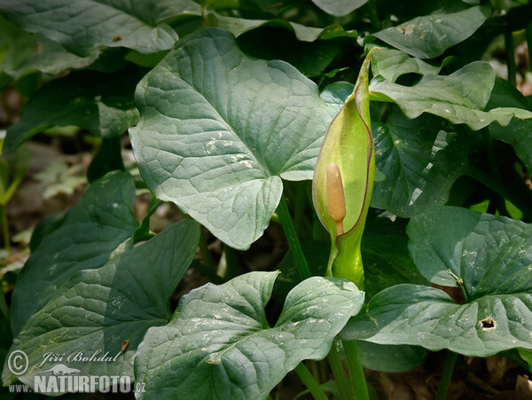 Arum (Arum cylindraceum)