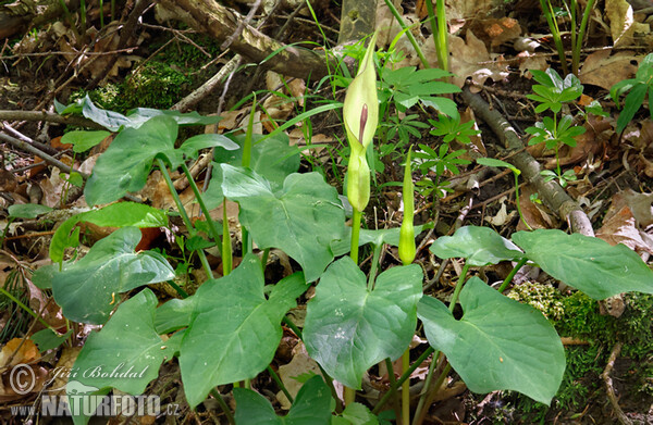 Arum cylindraceum