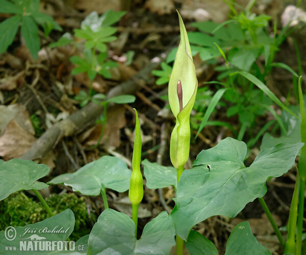 Arum cylindraceum