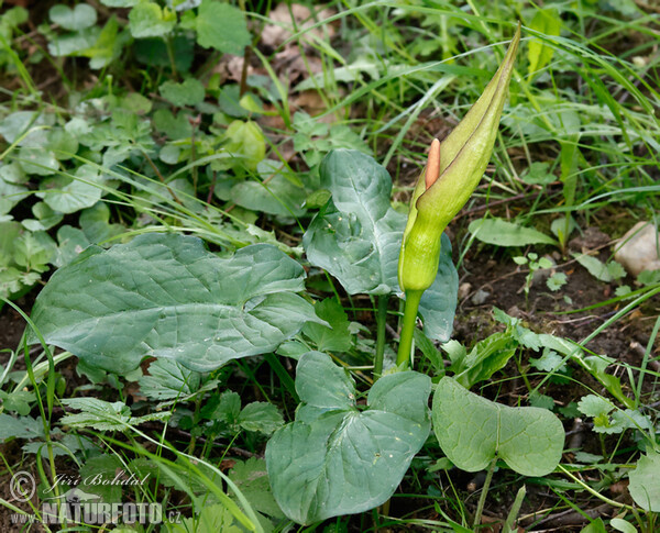 Arum cylindraceum