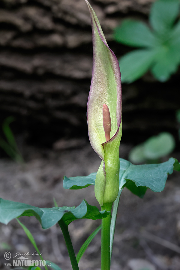 Arum cylindraceum