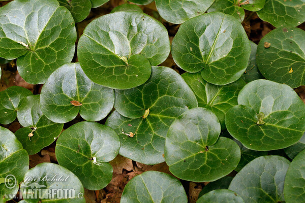 Asarum europaeum