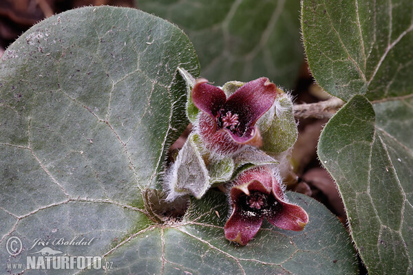 Asarum europaeum