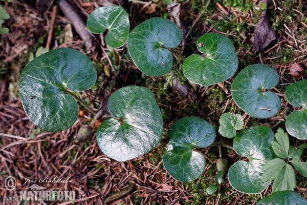 Asarum europaeum