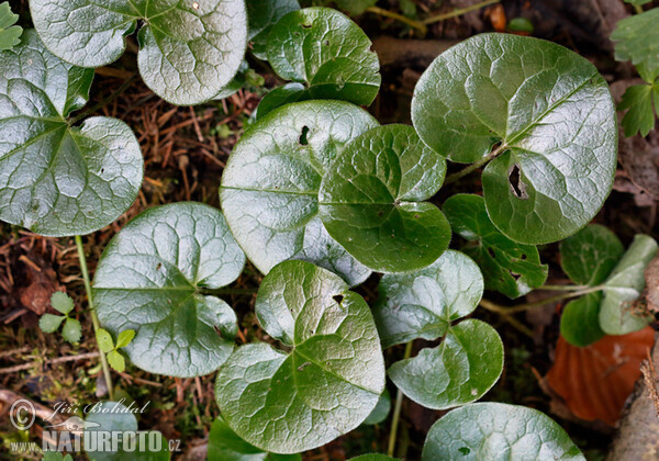 Asarum europaeum