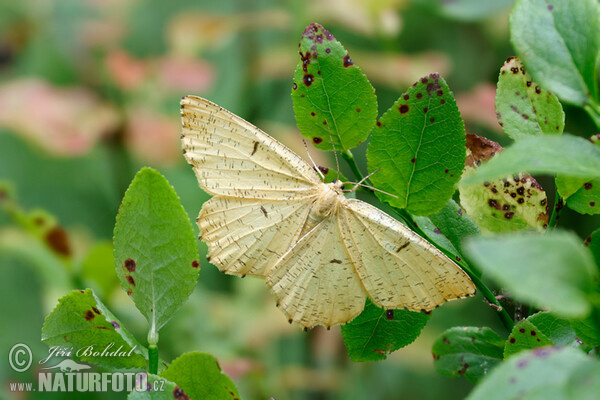 Augerona prunaria