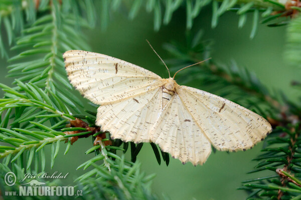 Augerona prunaria