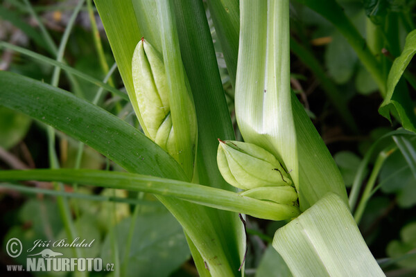 Autumn Crocus (Colchicum autumnale)