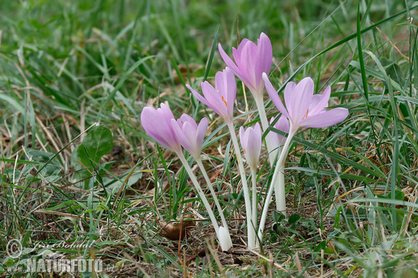 Autumn Crocus (Colchicum autumnale)