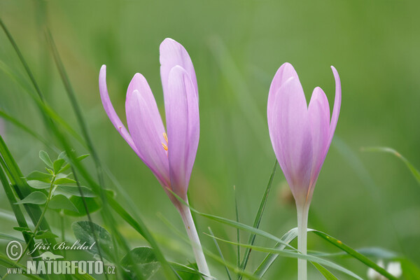 Autumn Crocus (Colchicum autumnale)